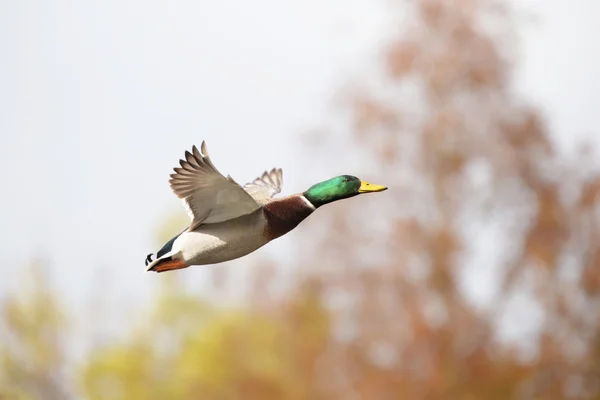 Canard colvert, anas platyrhynchos — Photo