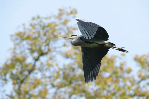 Garça cinzenta, Ardea cinerea — Fotografia de Stock