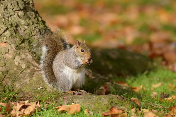 Grauhörnchen, Eichhörnchen, Sciurus carolinensis — Stockfoto