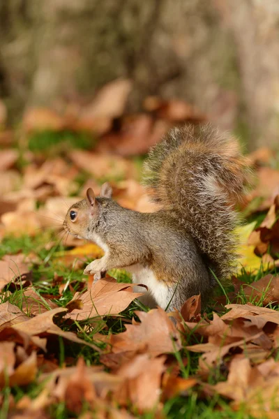 Серый Белка, Белка, Sciurus carolinensis — стоковое фото