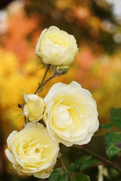 Blommor - Rose, rosor — Stockfoto