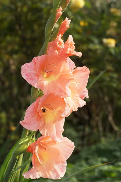 Garden Flowers - gladiola, gladiolus — Stock Photo, Image