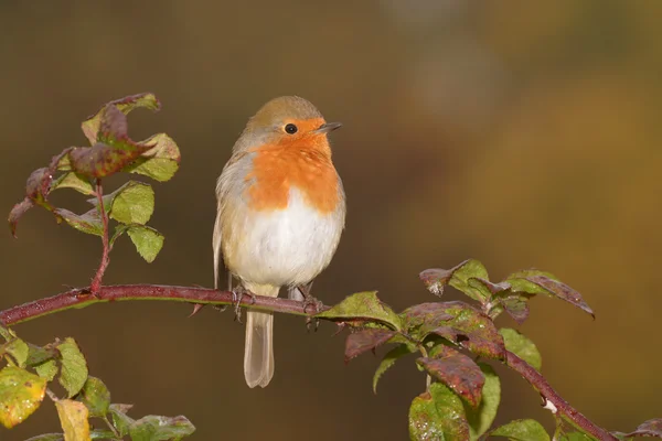 Petirrojo, erithacus rubecula — Foto de Stock