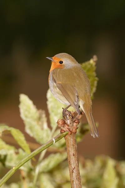 Petirrojo, erithacus rubecula —  Fotos de Stock