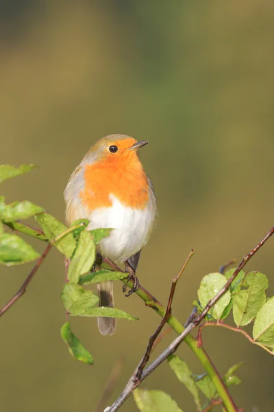 Робин, Erithacus rubecula — стоковое фото