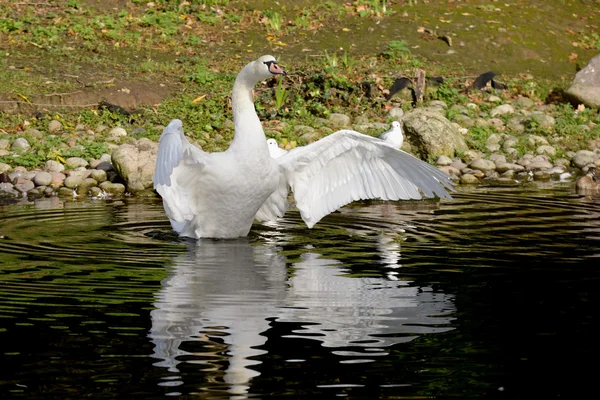 Cisne mudo, cygnus olor — Fotografia de Stock