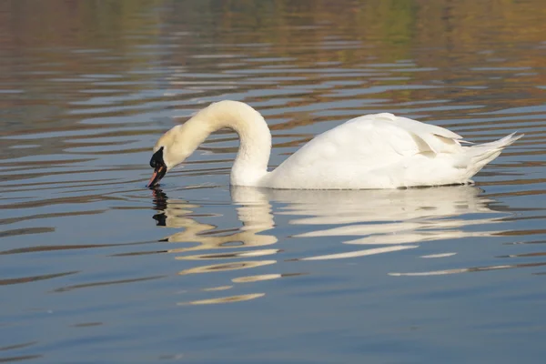 Mute Swan, Cygnus olor — Stock Photo, Image