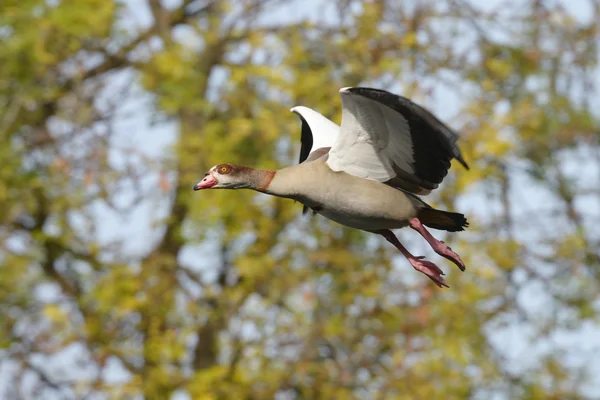 Ägyptische gans, alopochen aegyptiaca — Stockfoto