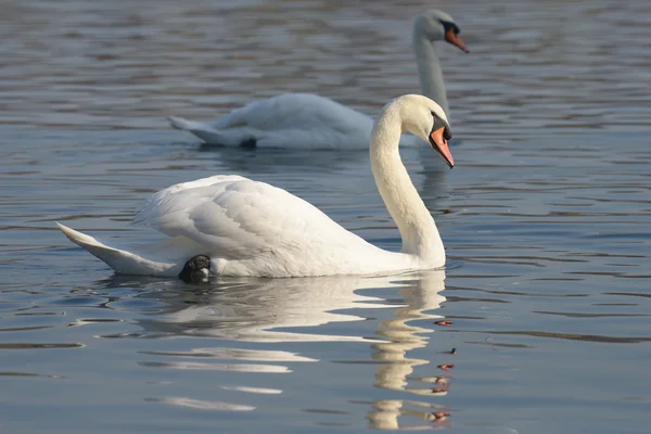 Mute Swan, Cygnus olor — Stock Photo, Image