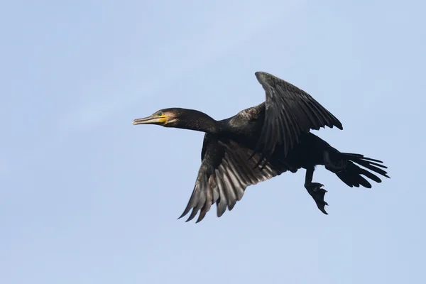 Корморан, Phalacrocorax carbo — стоковое фото