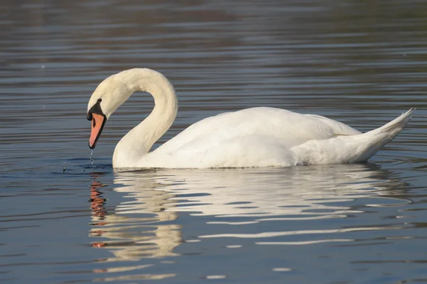 Cisne mudo, cygnus olor — Fotografia de Stock