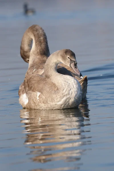 Cygne muet, cygnus olor — Photo