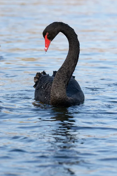 Černá labuť, cygnus atratus — Stock fotografie