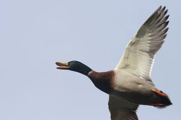 Pato-real, anas platyrhynchos — Fotografia de Stock