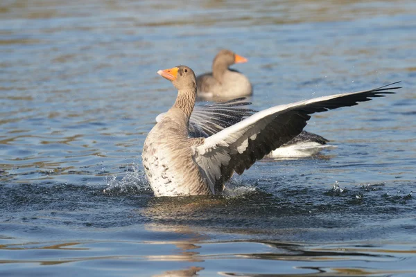 Ganso Greylag, ganso — Fotografia de Stock