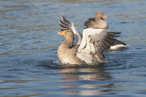 Ganso Greylag, ganso — Fotografia de Stock