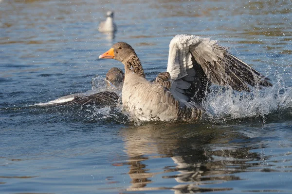 Greylag Goose, gâscă — Fotografie, imagine de stoc
