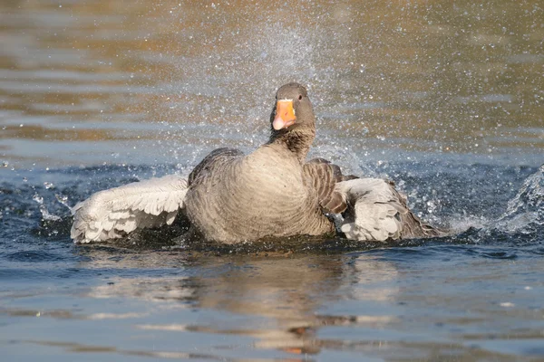 Greylag Goose, gâscă — Fotografie, imagine de stoc