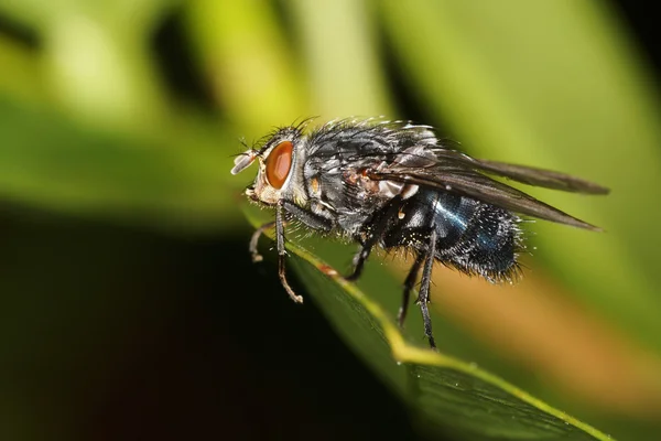 Húslégy, Fly, Calliphora vomitoria — Stock Fotó