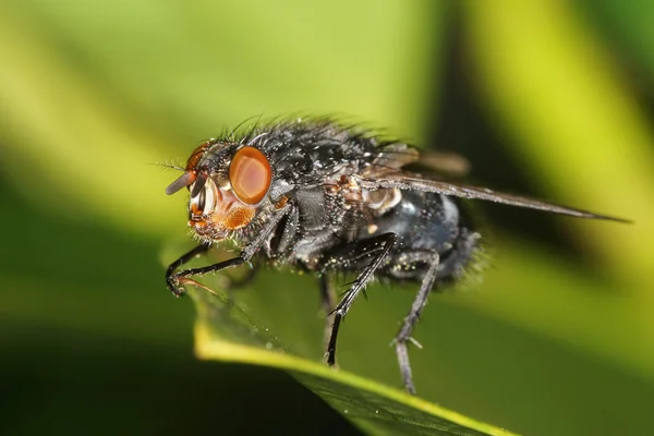 Blaue Flasche, Fliege, Kalliphora Erbrechen — Stockfoto