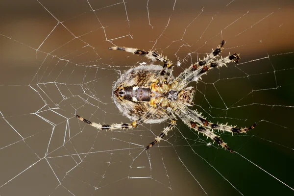 Araignée de jardin européenne — Photo