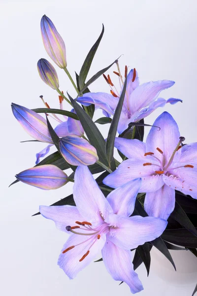 Lilium, Lily, lilie — Stock fotografie