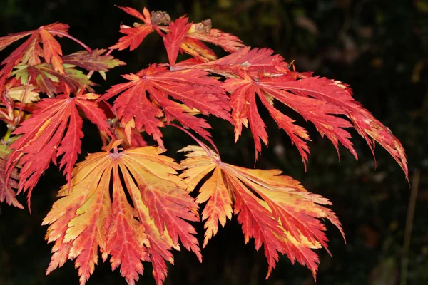 Leaves autumn colours — Stock Photo, Image