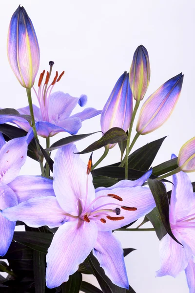 Lilium, Lily, Lilies — Stock Photo, Image