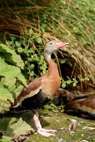 Canard siffleur à ventre noir, Dendrocygna autumnalis — Photo