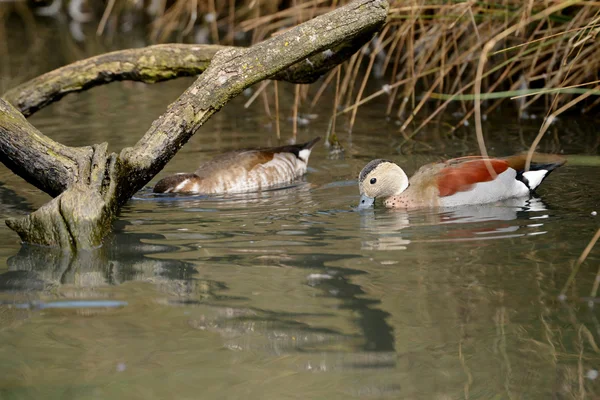 Teal Anelado, Callonetta leucophrys — Fotografia de Stock