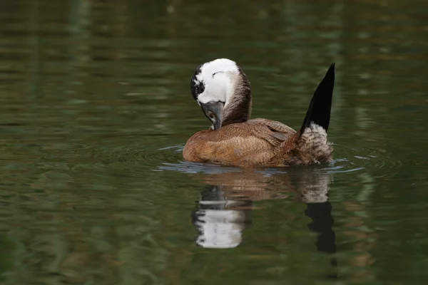 Pato de cabeça branca, Oxyura leucocephala — Fotografia de Stock