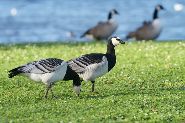 Barnacle Goose, Leukoza Branta — Zdjęcie stockowe