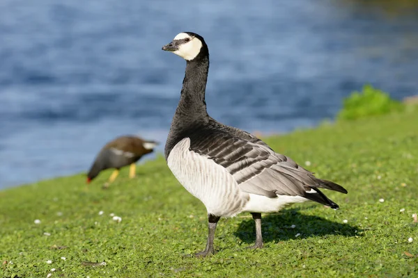 白额黑雁，branta leucopsis — 图库照片