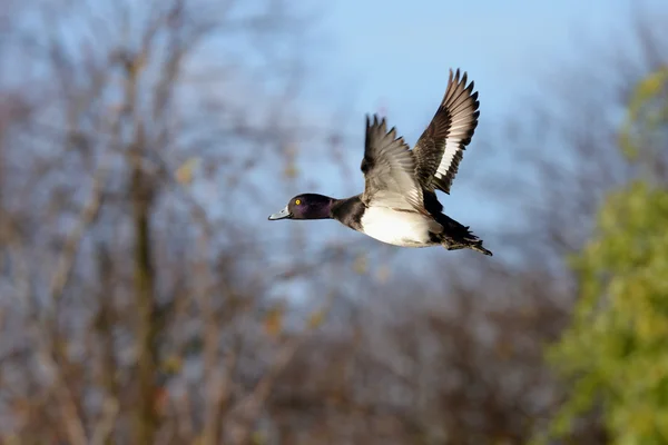 Büschelente, Aythya fuligula — Stockfoto