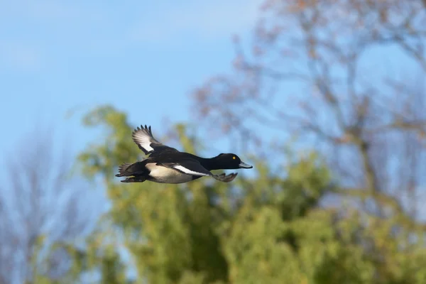 Pato tufado, Aythya fuligula — Fotografia de Stock