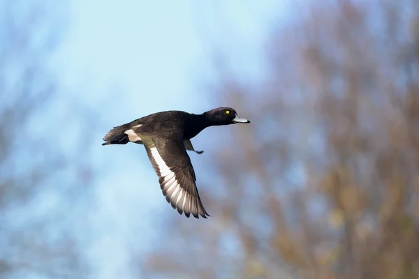 Büschelente, Aythya fuligula — Stockfoto