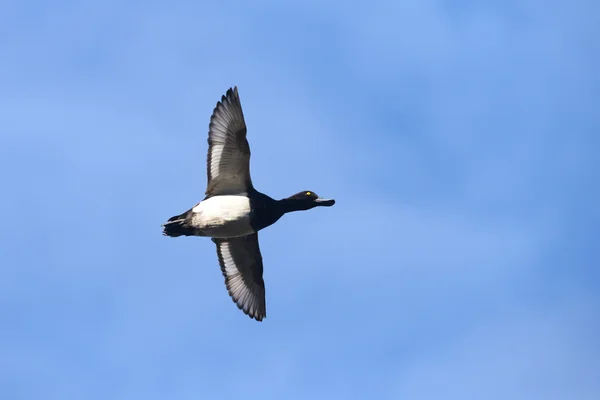 Büschelente, Aythya fuligula — Stockfoto