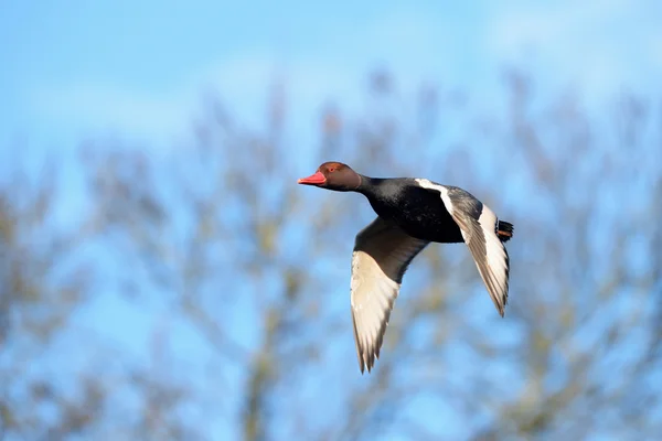 红冠Pochard, Netta rufina — 图库照片