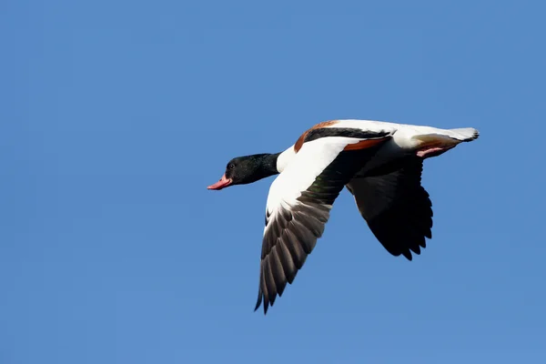 Husice liščí, Shelduck, Tadorna tadorna — Stock fotografie