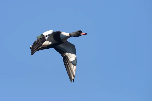 Поширені Shelduck, Shelduck, Tadorna tadorna — стокове фото