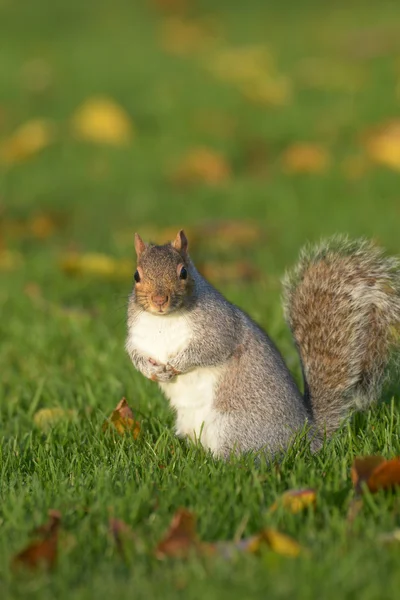 Серый Белка, Белка, Sciurus carolinensis — стоковое фото