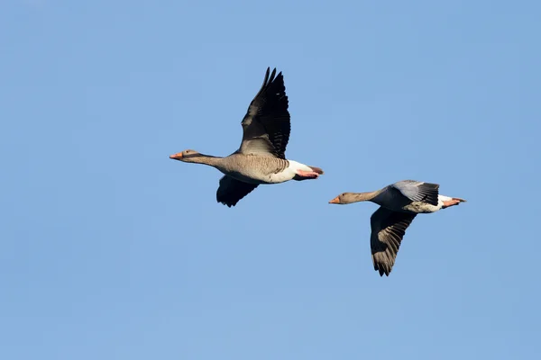 Angsa Greylag, angsa, anser anser — Stok Foto