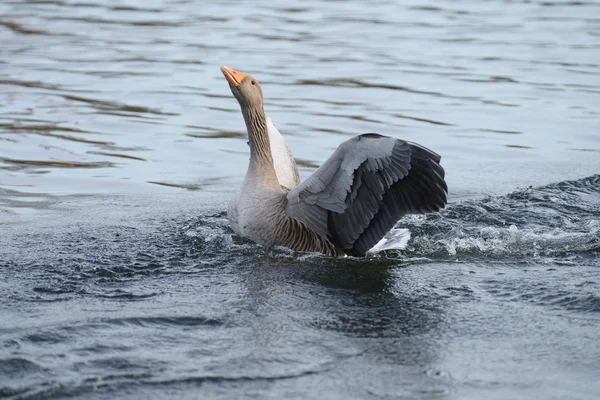 Greylag Goose, goose, anser anser — Stock Photo, Image
