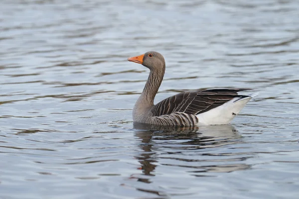 Greylag Goose, goose, anser anser — Stock Photo, Image