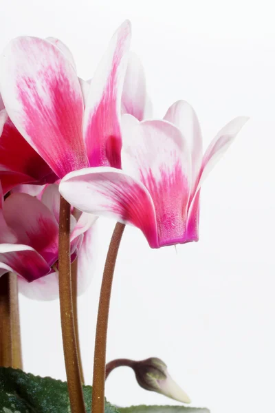 Fleurs - Cyclamen, Primulacées — Photo