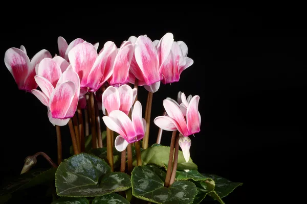 Kwiaty - cyklamen, Primulaceae — Zdjęcie stockowe