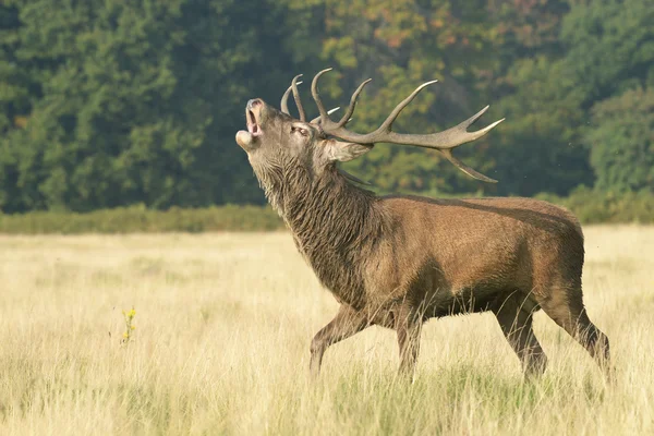 Red Deer, Deer, Cervus elaphus — Stock Photo, Image