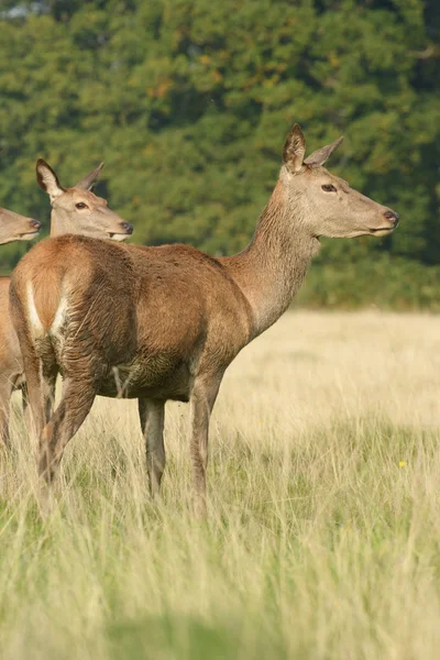 Kızıl geyik, geyik, cervus elaphus — Stok fotoğraf