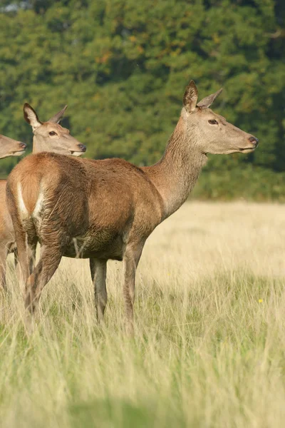 Veado Vermelho, Veado, Cervus elaphus — Fotografia de Stock