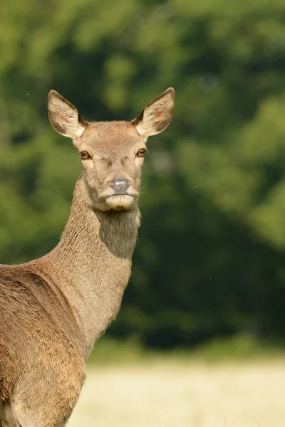 Kızıl geyik, geyik, cervus elaphus — Stok fotoğraf